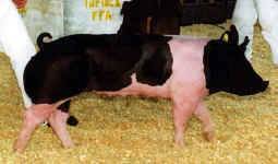 Caley's pig.jpg (50034 bytes)