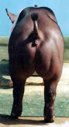 wallanderpig.jpg (94008 bytes)
